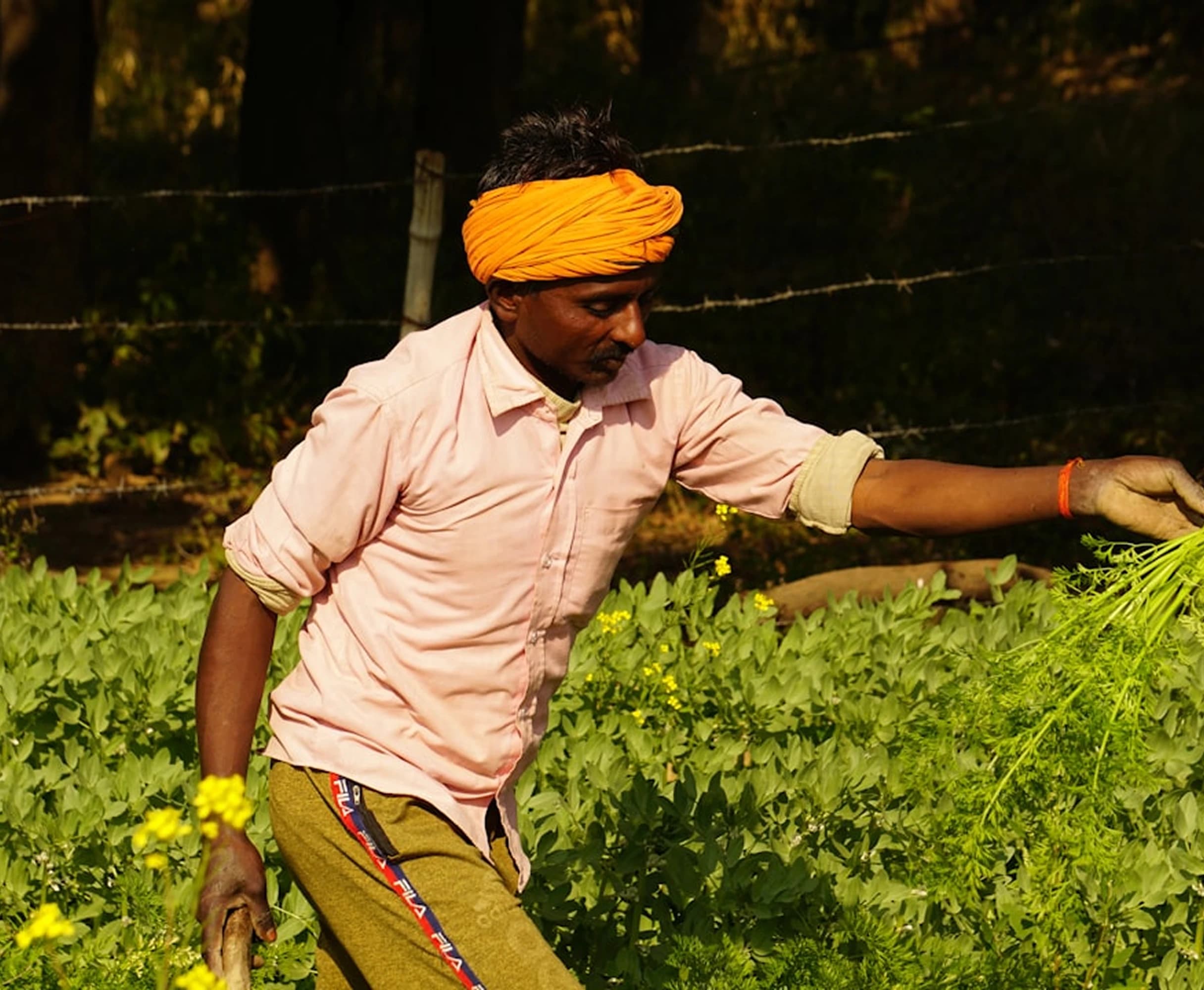 Indian farmer in field